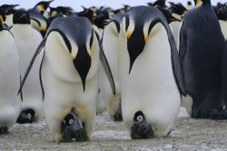 Penguins are suddenly the hottest birds in town.